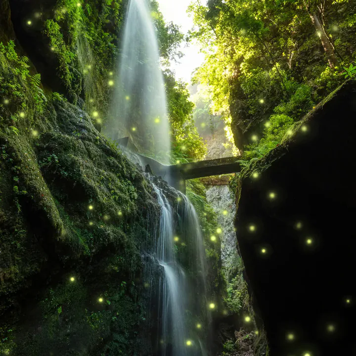 Fireflies glowing over a photo.